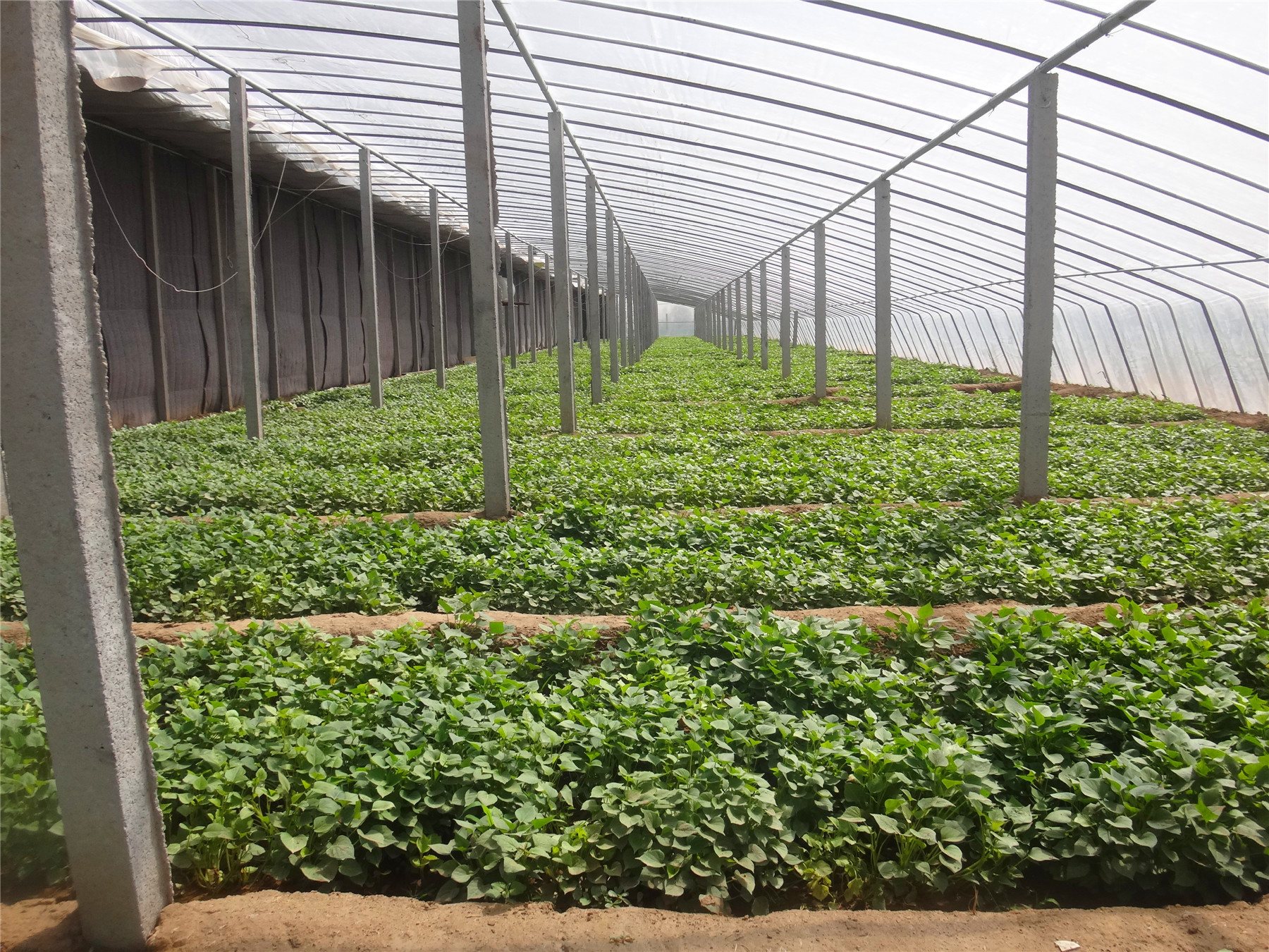 烤蜂蜜红薯,烤红薯,蜂巢蜂蜜_大山谷图库